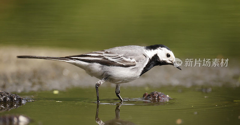 白鹡鸰(Motacilla alba)